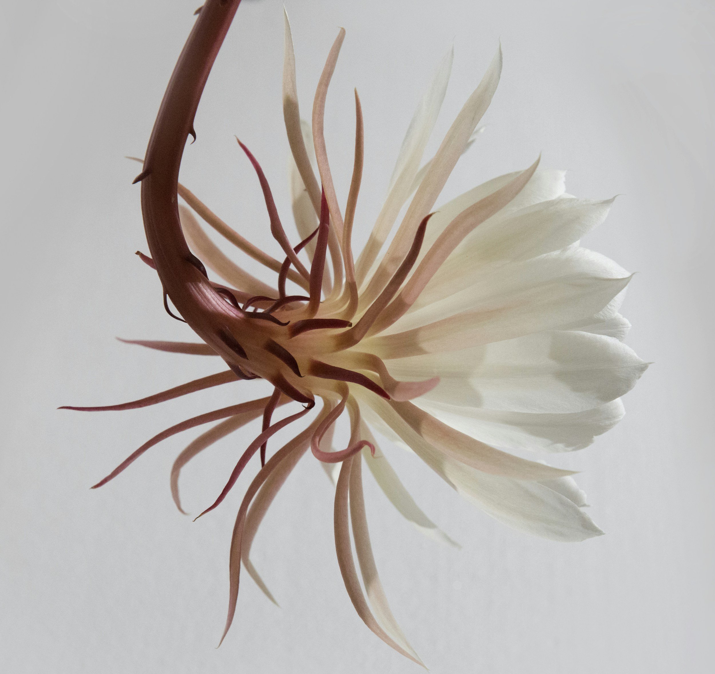 A softly lit white flower with blush petals